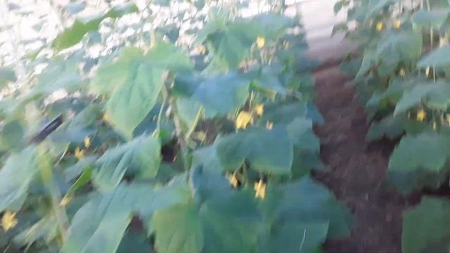 Отопление и освещение в зимней теплице #subscribe #землядел #выращивание #