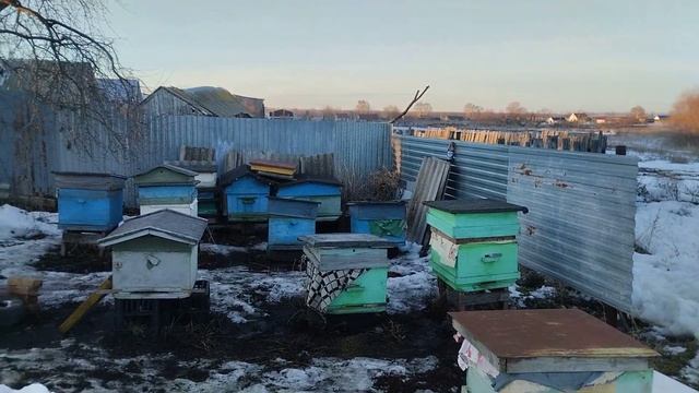 Выставка пчел 🥳 смотреть онлайн