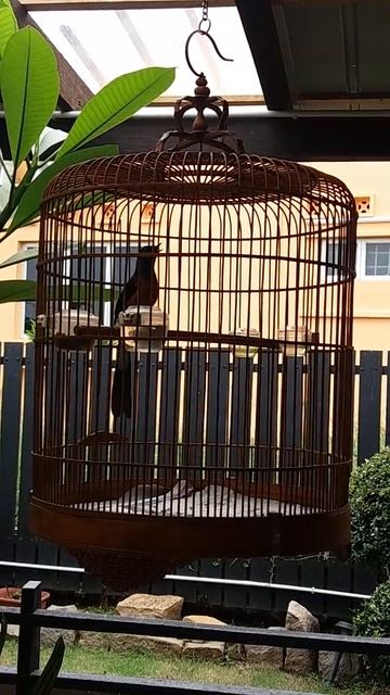 White Rumped Sharma 19/06/16 смотреть онлайн