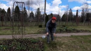 Подвязка плетистых роз. Показываем как закрепить плетистую розу на опоре.