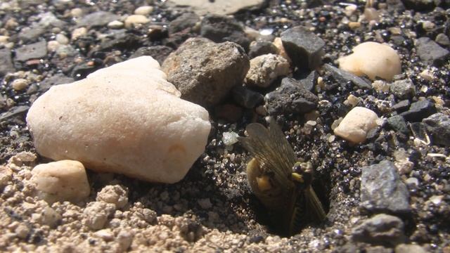 Buried alive:  Digger wasp takes grasshopper