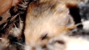 Что  хамяк делает