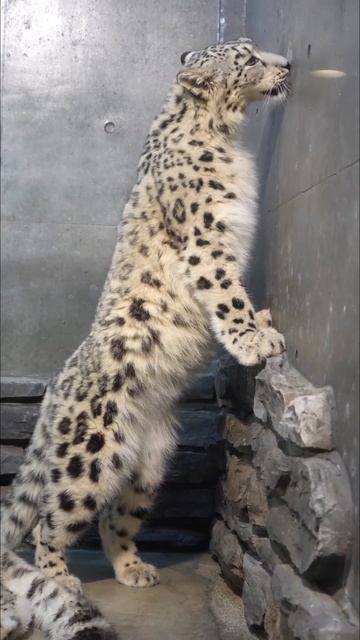Snow leopard. Big cat! Снежный барс😍 #animals #nature #cat #животные #природа #shorts #bigcat #snow