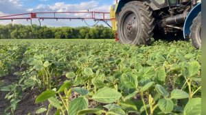 ❗️Всі секрети вирощування без ГМО сої Адельфія❗️Технологія. Case/ Lemken Opal 110/ Tume HKL/ МТЗ 82