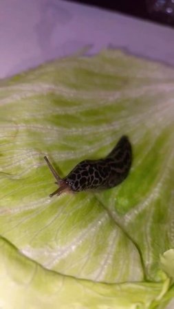Beautiful slug. I like this color#shortvideo #shorts #viral