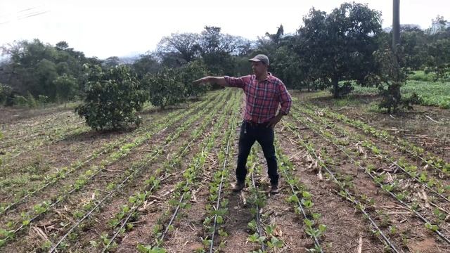 Producción de frijoles con cinta de goteo parcela #1 смотреть онлайн