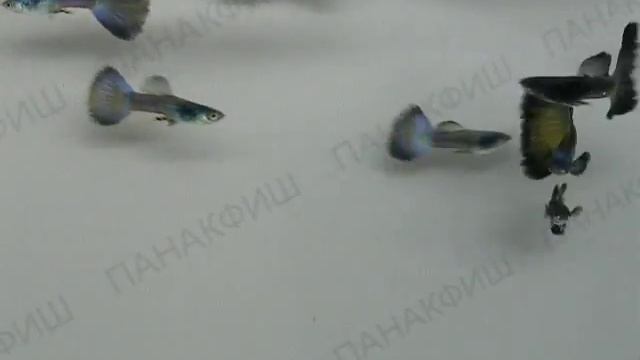 Гуппи синий самцы разведения ООО "ПАНАКФИШ" смотреть онлайн