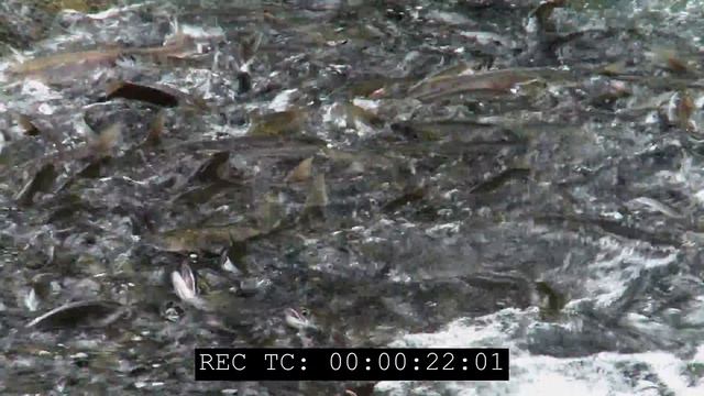 Close up view of Sockeye salmon Oncorhynchus nerka in river HD nature stock footage