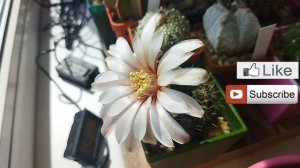 Цветение кактусов. Апрель. Полив кактусов. Обзор. Уход за кактусами.