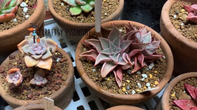 Watering w/Starkle G смотреть онлайн