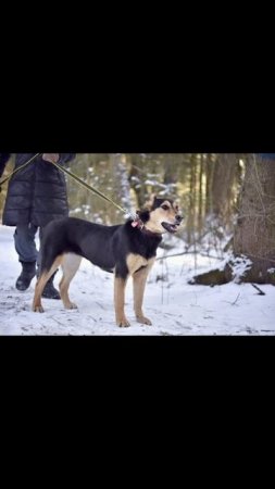 💜 Молли в добрые и ответственные руки! 🏡 🐕