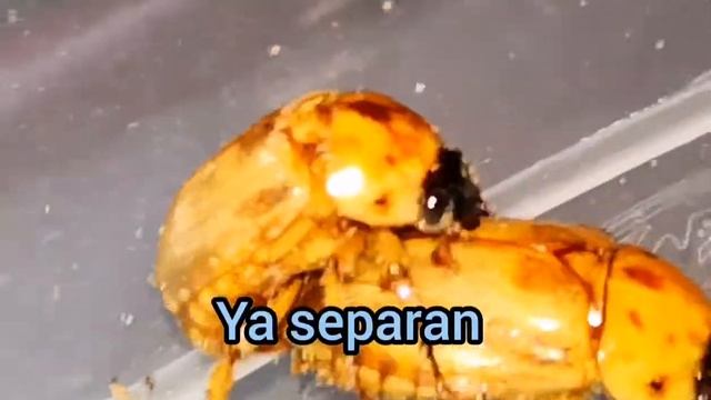 Entomología: cópula de Cyclocephala lunulata. смотреть онлайн