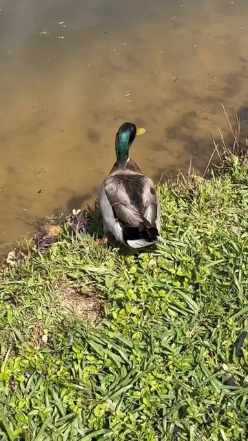Beautiful green headed mallard duck смотреть онлайн