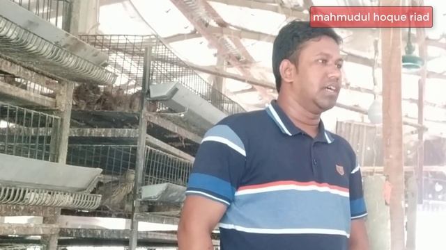 জেনে নিন সফল কোয়েল খামারি কিভাবে ফার্ম পরিচালনা করেন । Quail farming management in bangla смотреть онлайн