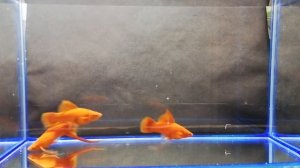 Меченосец флаговый, вильчатый.