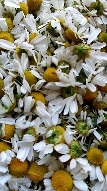 Неболейка#Пришло время собирать ромашку аптечную#shorts #зож смотреть онлайн