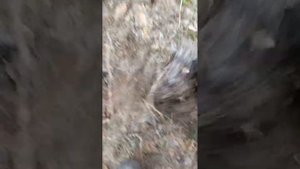 второй крестик в этом лесу