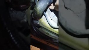 Нет сцепления ВАЗ 2113. Причина найдена