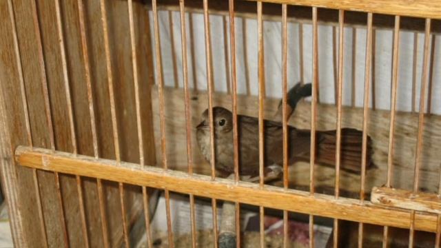 Спів дроздів. смотреть онлайн