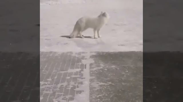 Песец смотреть онлайн