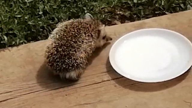 Ёжик ушастик смотреть онлайн