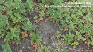 Земляника садовая (клубника), сорт Царица, 16 06 2023 г.