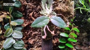 phalaenopsis mirabilis & marcgravia 2021