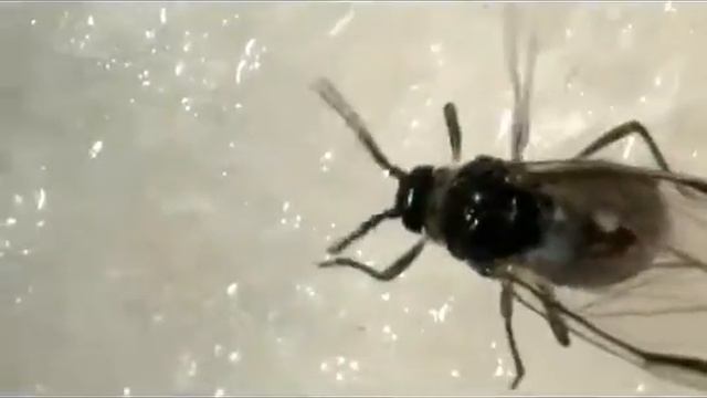 Elm cockscomb gall aphid female смотреть онлайн