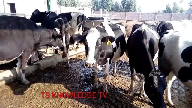 Use Of Dalda Ghee, Sarson oil, Tara Mera, Alsi, Banola and Meetha Oil in Dairy Animals