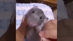 крыса танцует