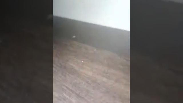 Сикретный Русский разработка