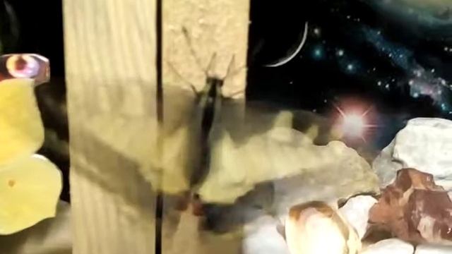 Вас приветствует Золотой Ручик! смотреть онлайн