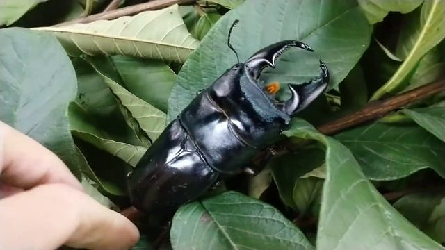 Giant stag beetle - Dorcus titanus titanus from Indonesia смотреть онлайн