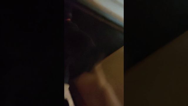 наш сосед бросил своего кота. на улицу и мы взяли себе😭😊 смотреть онлайн