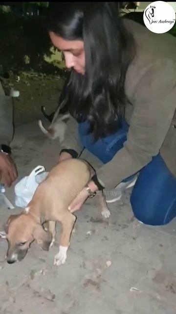 Vaccination For Puppies | 9in1 #jeevaashraya #dogs смотреть онлайн