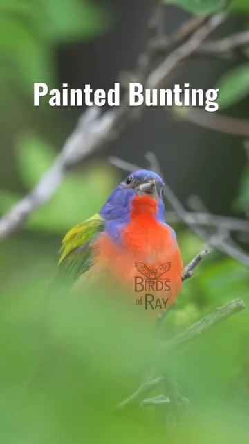 Painted Bunting Singing смотреть онлайн