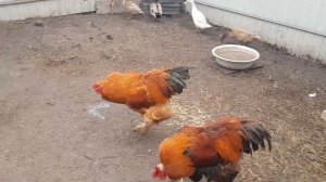 Петухи без кур или утки тоже сойдут , а значит топчем!