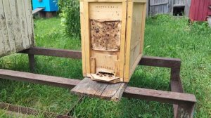 ✅Привез ловушки на пасеку и заселил пчел в ульи✅ #пчеловодство #роеловство #пасека #мед #рой