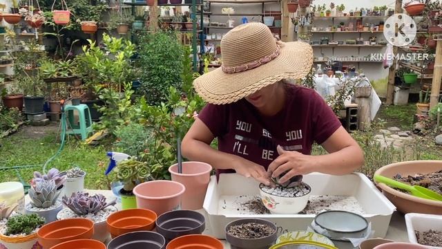 Trasplantando SUCULENTAS Que Me Vendieron con HONGO Así ESTÁN !! 🌿🫶🇪🇨#plantas #suculentas смотреть онлайн