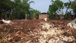 Pembuatan Guludan/Bedengan Lahan Mentah