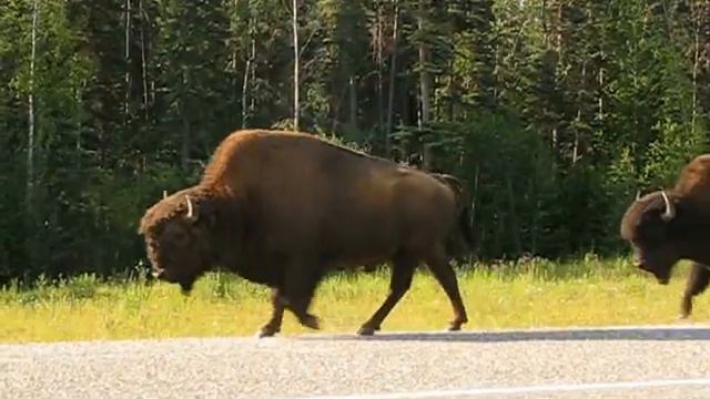 Woodland Bison смотреть онлайн