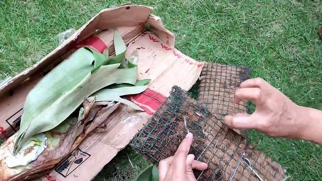 CARA MENANAM TANDUK RUSA | SIMBAR TANDUK RUSA | PLATYCERIUM смотреть онлайн