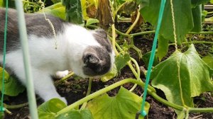 Кот ест огурцы на грядке