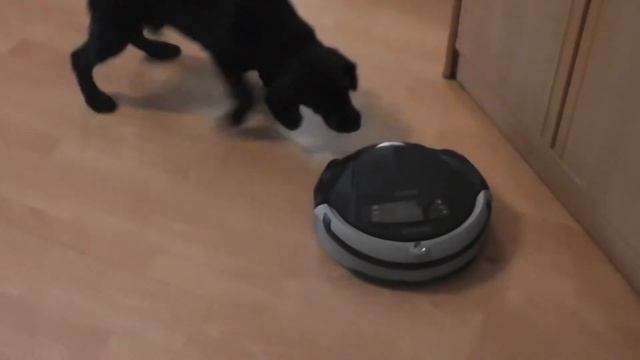 собака против робота смотреть онлайн