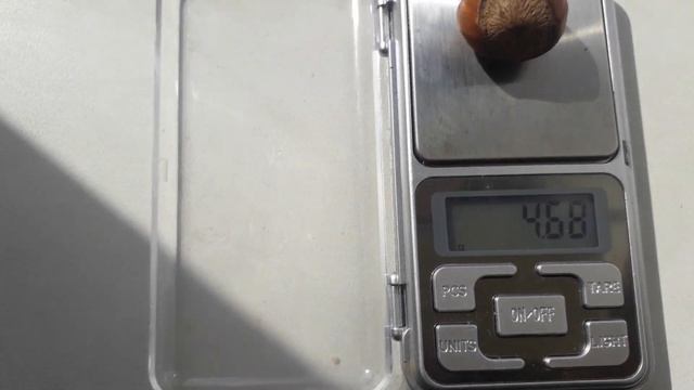 Фундук Караманівський. Вихід ядра. смотреть онлайн