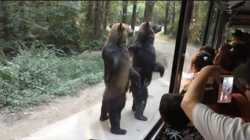 100 невероятных моментов с животными, попавших на камеру смотреть онлайн