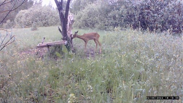 Лось, маленькая косуля и быстрый заяц смотреть онлайн