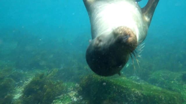 Swimming with the sea lions of Galapagos смотреть онлайн