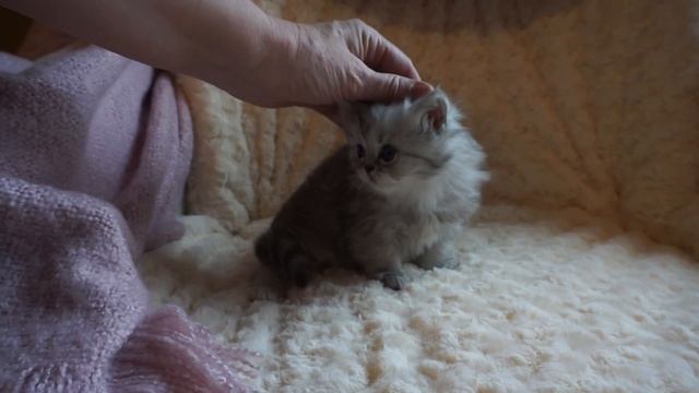Purrfectkeeperz 4 week old silver shaded Persian kitten смотреть онлайн