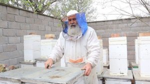 Пчёлы на высадку